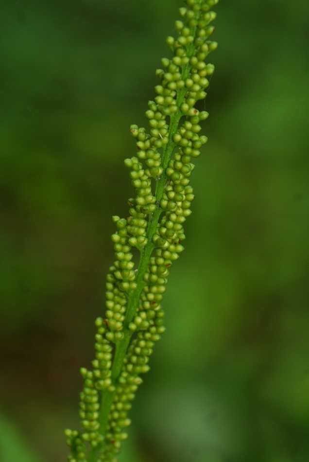 Изображение особи Botrychium strictum.