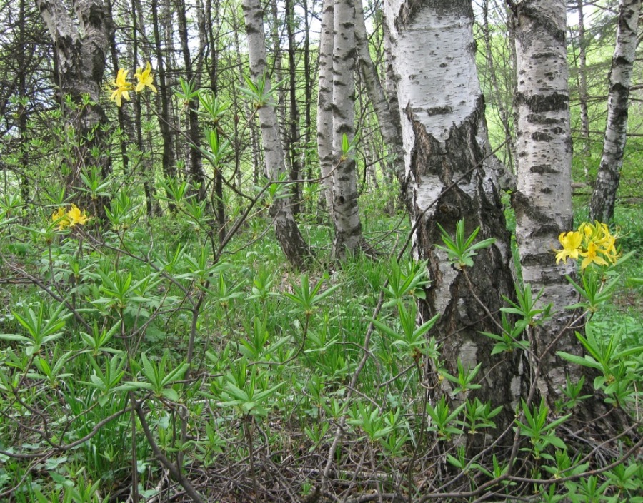 Image of Rhododendron luteum specimen.