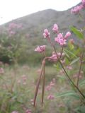 Trachomitum lancifolium. Соцветие с цветками и завязавшимися плодами. Казахстан, Алматинская обл., Алакольский р-н, р. Ыргайты. 15 июля 2011 г.