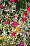 Lychnis coronaria