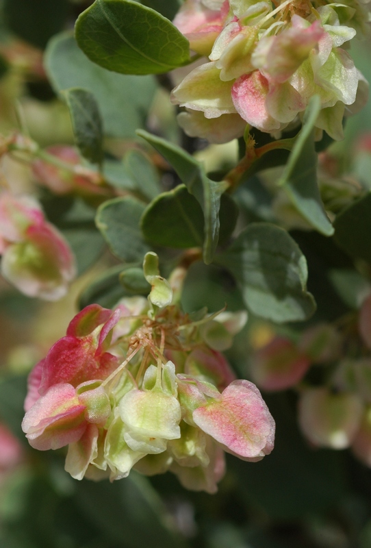 Изображение особи Atraphaxis pyrifolia.