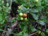 Vaccinium vitis-idaea