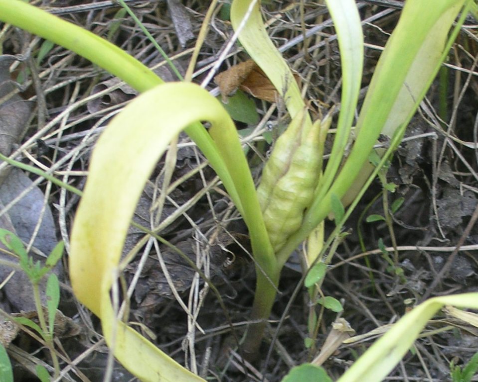 Изображение особи Colchicum arenarium.