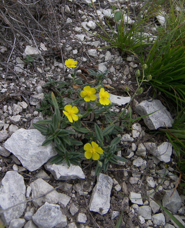 Изображение особи Helianthemum buschii.