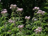 Eupatorium cannabinum. Цветущие растения высотой до 2,2 м. Образуют густые заросли в сырых местах на опушке Святошинского леса (орешник, ольха), а также на лугах и возле стариц р. Ирпень. Киев, Святошино, август 2004 г.