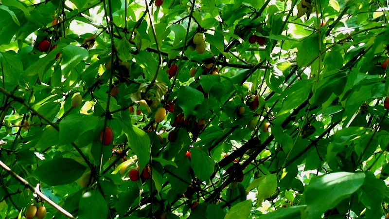 Изображение особи Cornus mas.