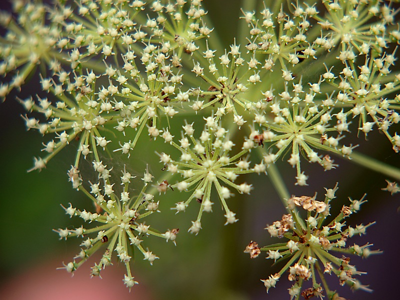 Изображение особи семейство Apiaceae.