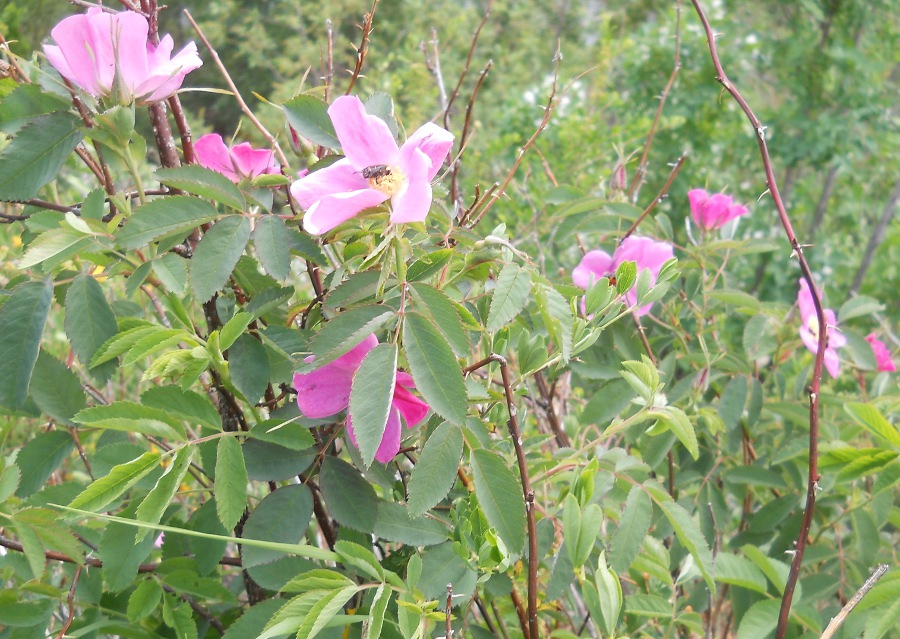 Изображение особи Rosa cinnamomea.