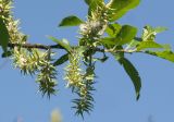 Salix myrsinifolia