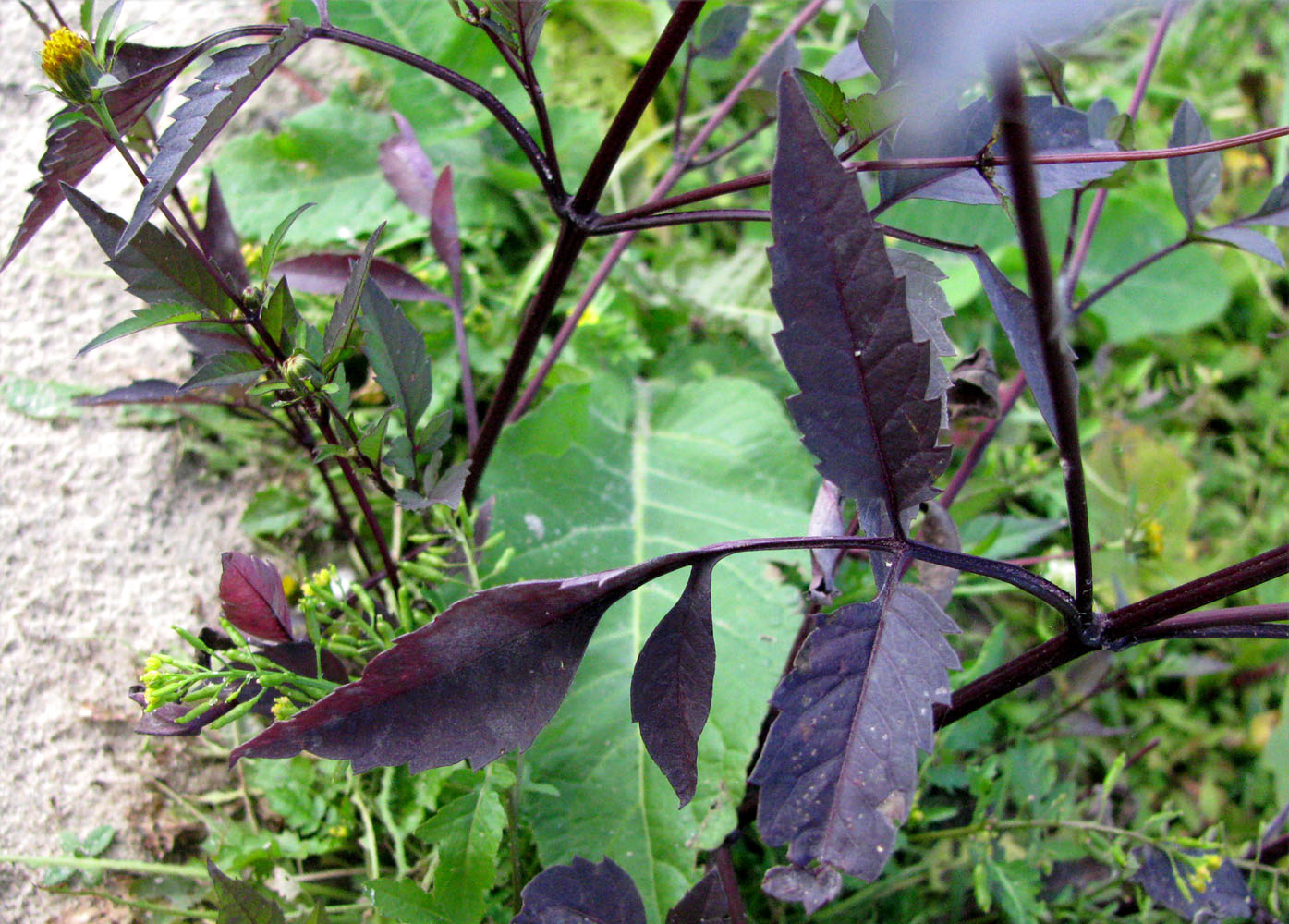 Image of Bidens frondosa specimen.