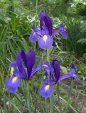 Iris filifolia