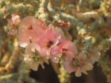 Anabasis articulata. Ветвь с плодами; видно характерное для многих Chenopodiaceae \"окрыление\" семян. Израиль, Иудейская пустыня, обочина шоссе. 31.12.2011.