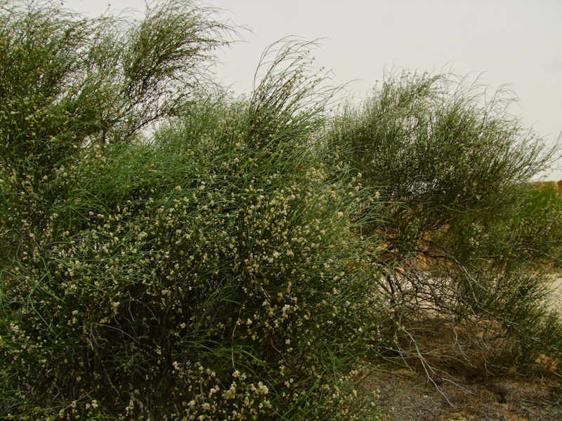 Image of Calligonum polygonoides specimen.