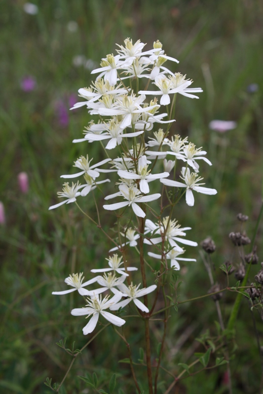 Image of Clematis lathyrifolia specimen.