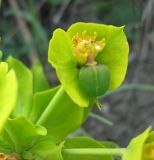 Euphorbia rigida