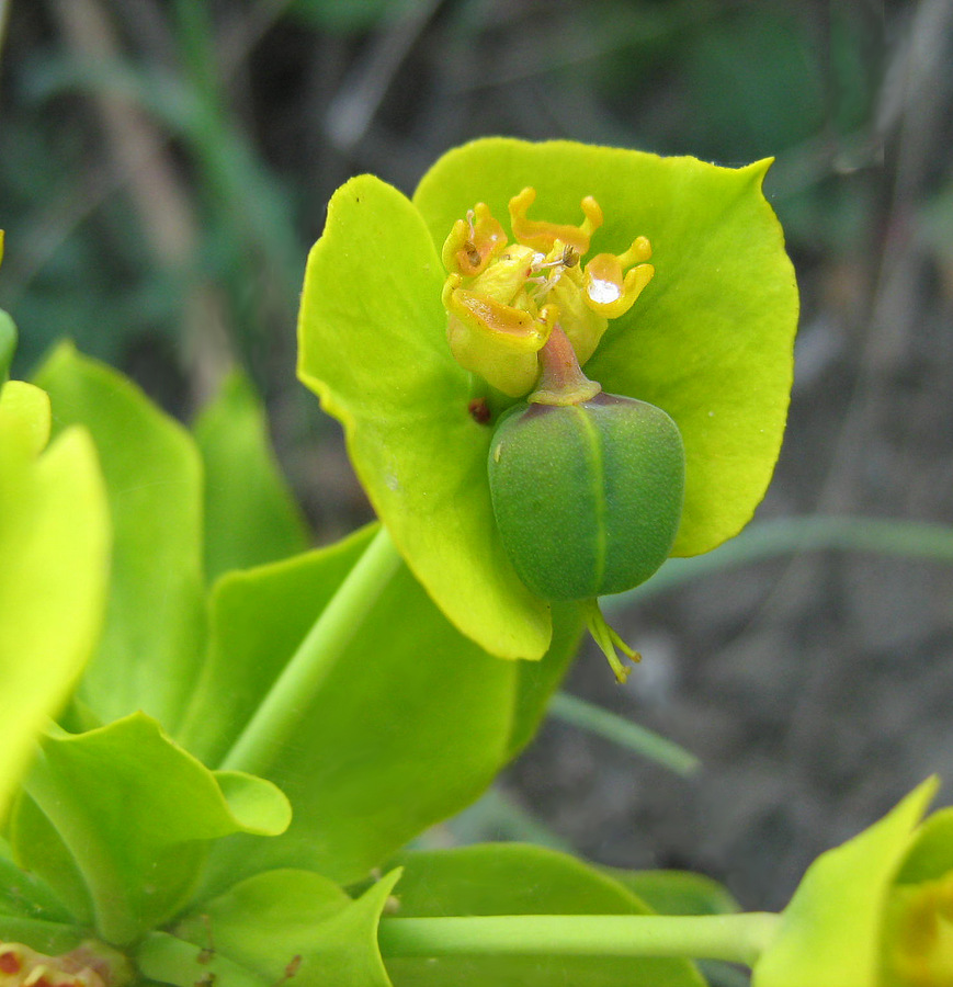 Изображение особи Euphorbia rigida.