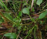 Valeriana dioica. Нижняя часть побега. Испания, Страна Басков, Арратия, горный перевал Барасар, заболоченная котловина между двумя хребтами. Начало мая 2012 г.