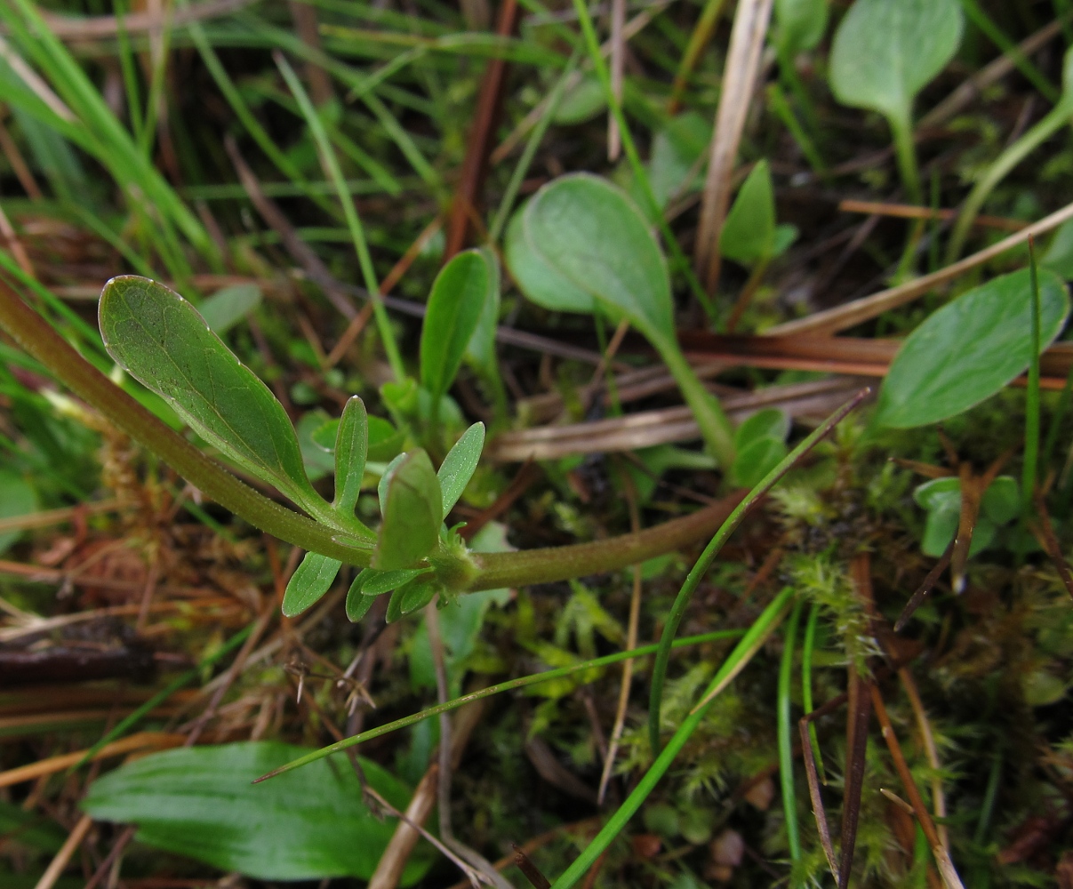 Image of Valeriana dioica specimen.