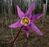 Erythronium sajanense