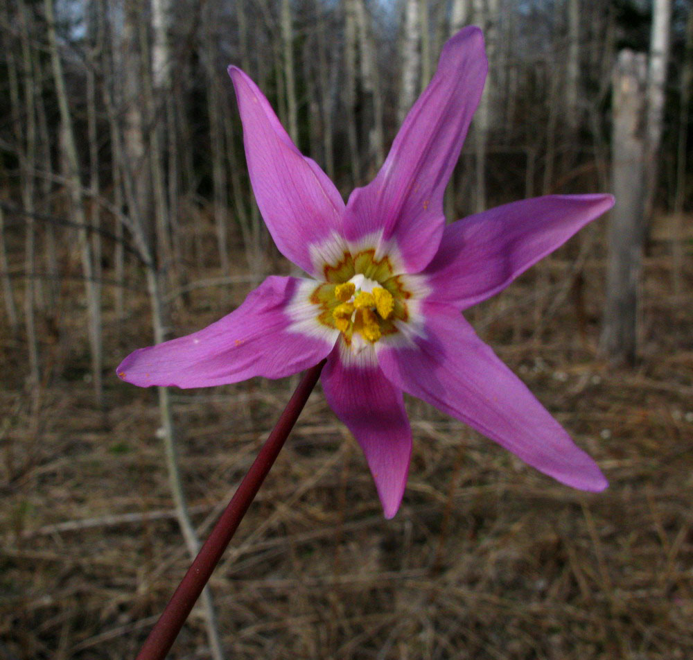 Image of Erythronium sajanense specimen.
