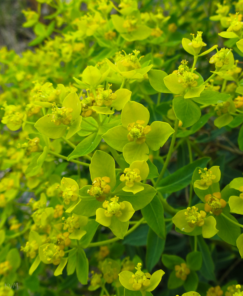 Изображение особи Euphorbia macrorhiza.