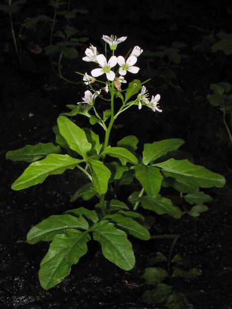 Изображение особи Cardamine amara.