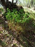 Dryopteris assimilis