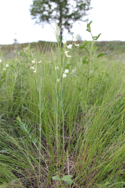 Изображение особи Lathyrus pallescens.