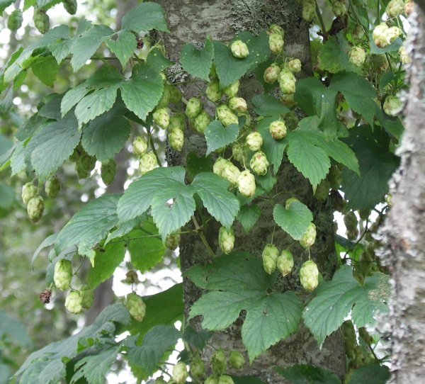 Изображение особи Humulus lupulus.