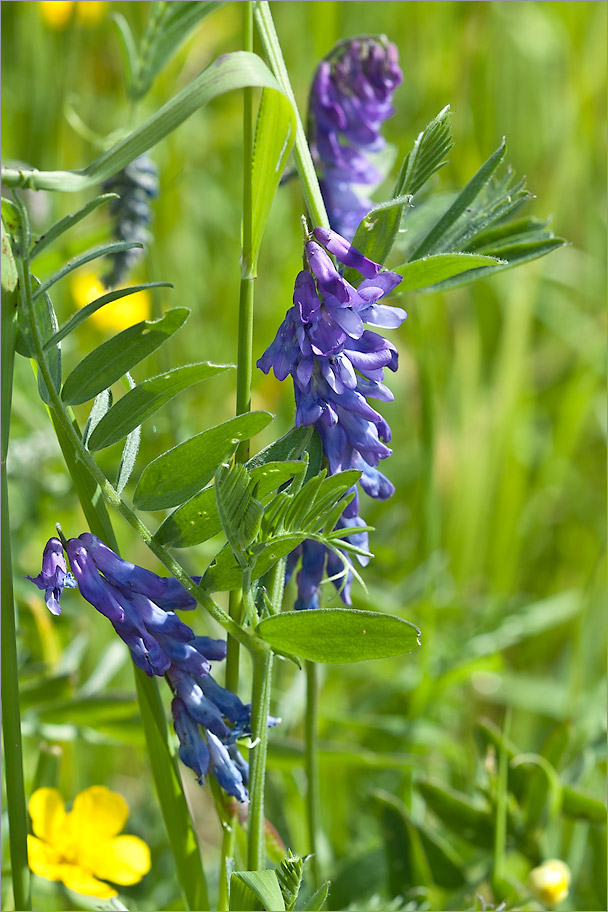 Image of Vicia cracca specimen.