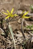 Gagea turkestanica