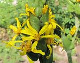 Ligularia splendens. Часть общего соцветия. Владивосток, ботанический сад-институт ДВО РАН. 7 июля 2012 г.