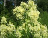 Thalictrum lucidum
