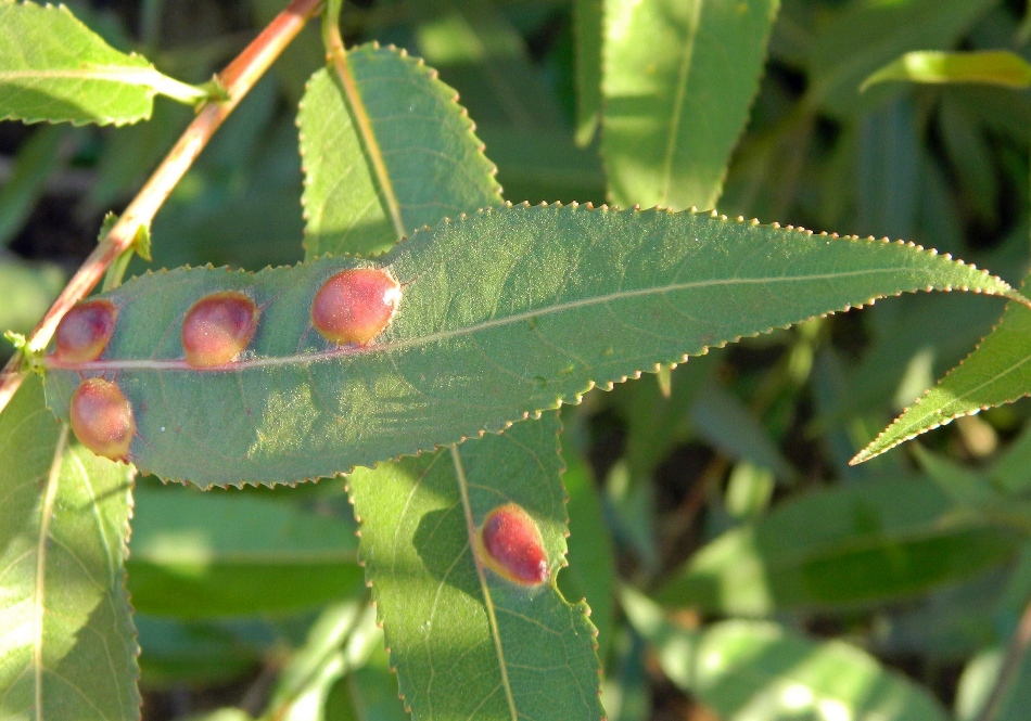 Image of Salix × alopecuroides specimen.