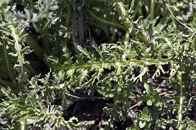 Image of Pedicularis olgae specimen.