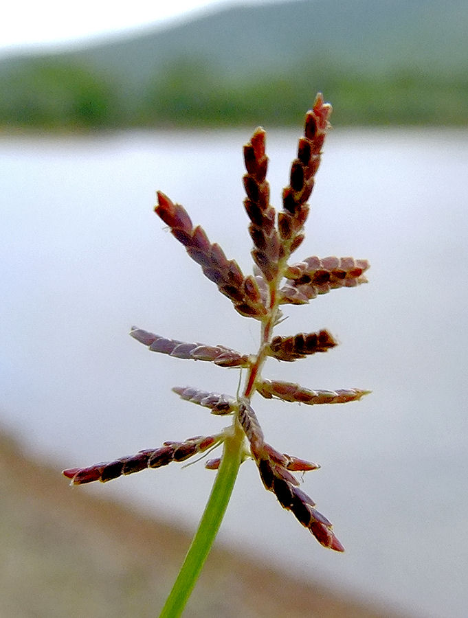 Изображение особи Cyperus orthostachyus.