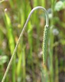 Plantago coronopus