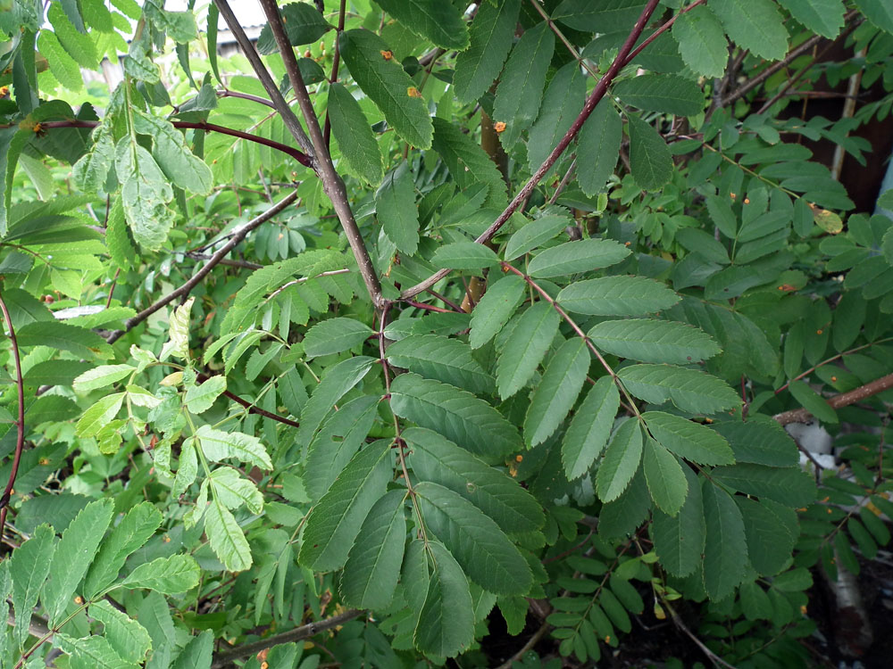 Image of Sorbus aucuparia ssp. glabrata specimen.