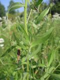 Achillea cartilaginea