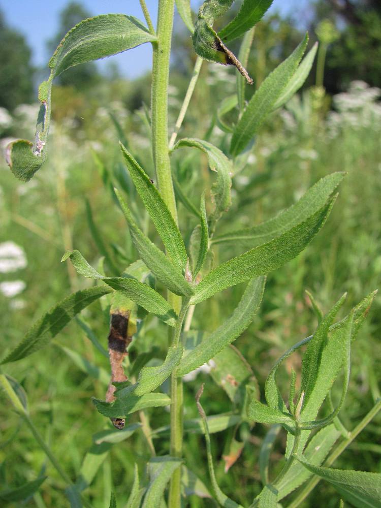 Image of Achillea cartilaginea specimen.