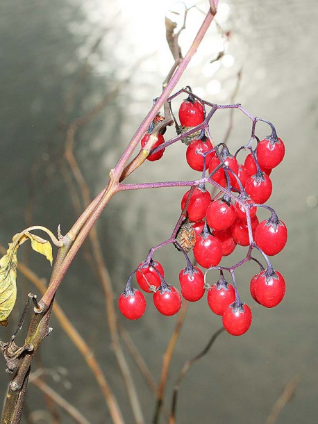 Изображение особи Solanum dulcamara.