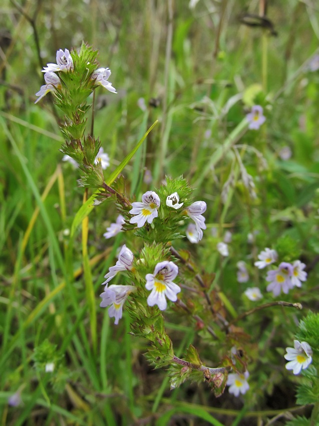 Изображение особи род Euphrasia.