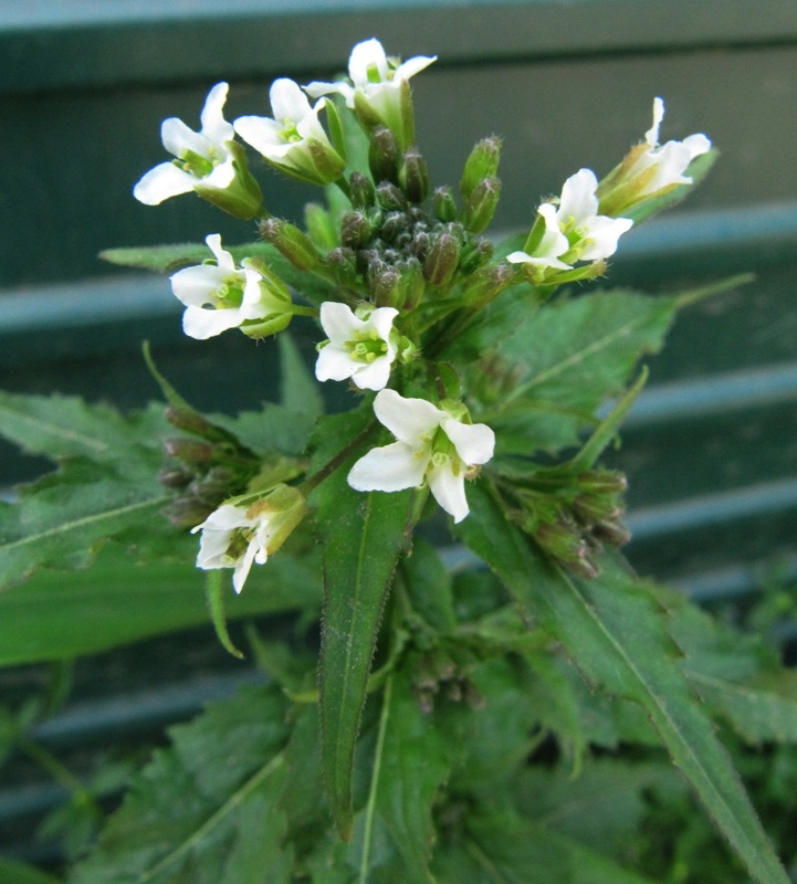 Image of Arabis pendula specimen.