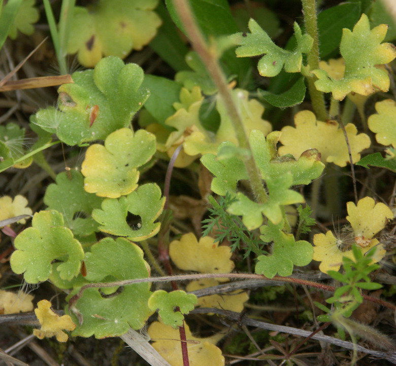 Изображение особи Saxifraga granulata.