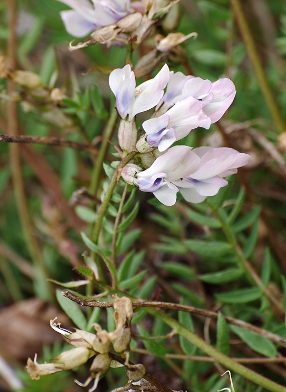 Image of Oxytropis sordida specimen.