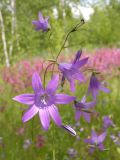 Campanula patula