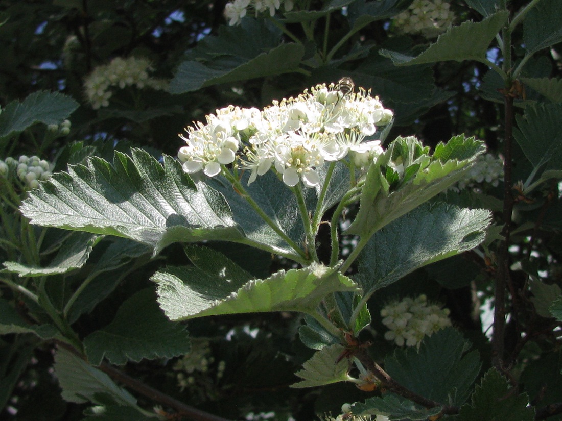 Image of Sorbus intermedia specimen.