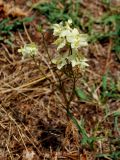 Delphinium semibarbatum. Цветущее и плодоносящее растение. Узбекистан, г. Ташкент, пос. Улугбек, санитарно-защитная зона. 22.06.2012.