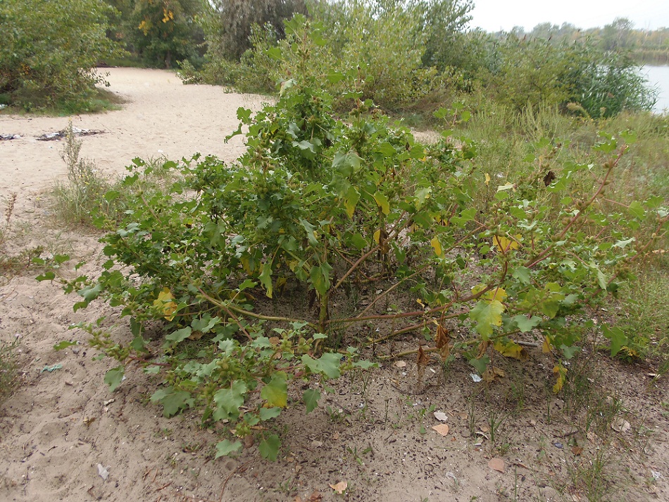 Image of Xanthium orientale specimen.