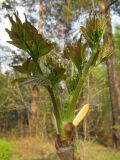 Aralia elata